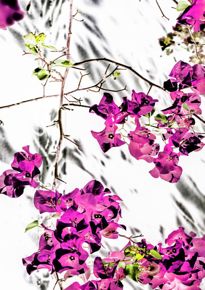 Vibrant Petal Dance by Shot by Clint — canvas wall art