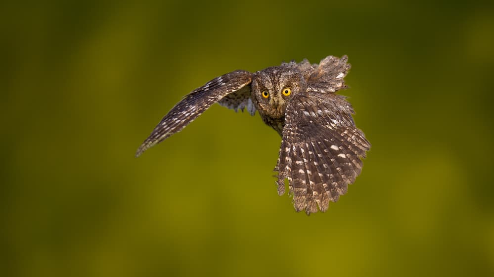 Wild Owl in Flight by Faisal ALnomas — canvas wall art