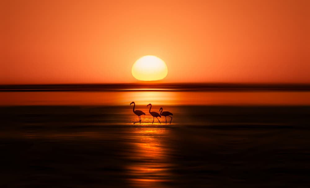 Serene Flamingo Sunset by Allen SDCA — canvas wall art