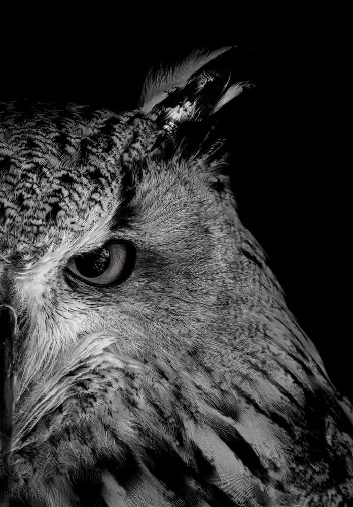 Intense Owl Gaze by Makihiko Hayama — canvas wall art