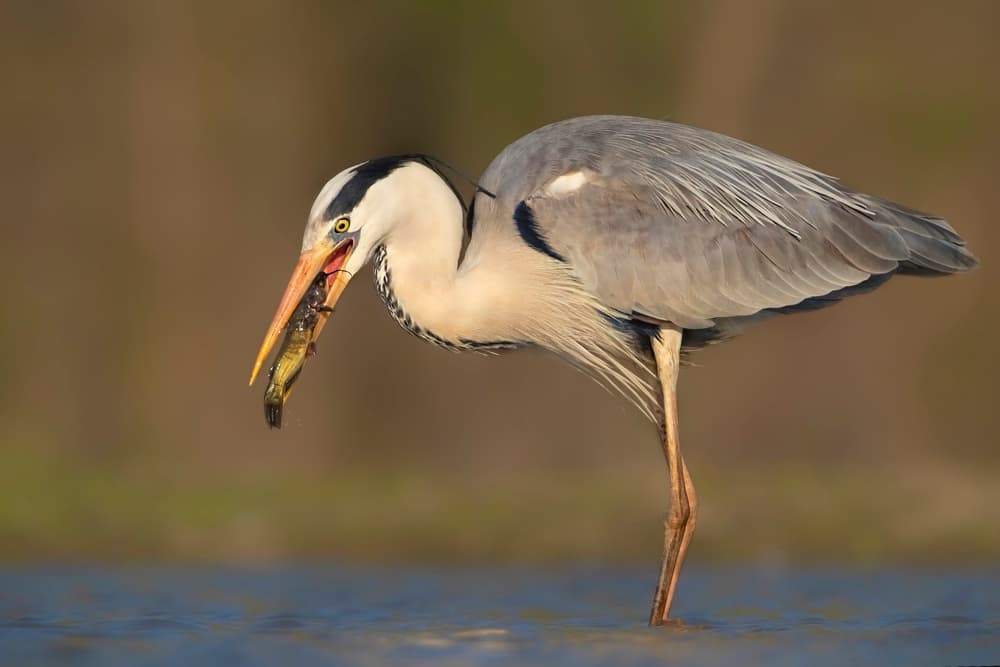 Heron's Fish Catch by Jun Zuo — canvas wall art
