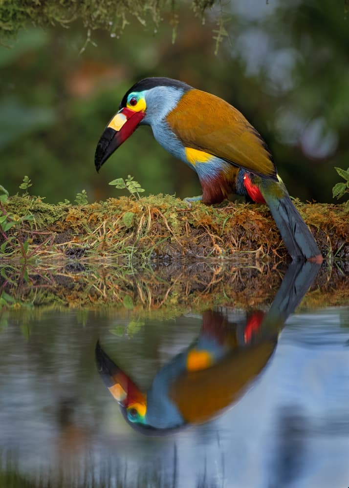 Vibrant Toucanet Reflection by Siyu_Wei APA — canvas wall art
