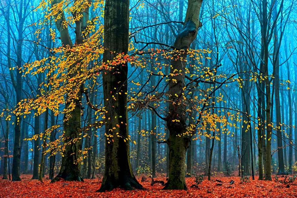 Misty Autumn Forest by Lars van de Goor † — canvas wall art