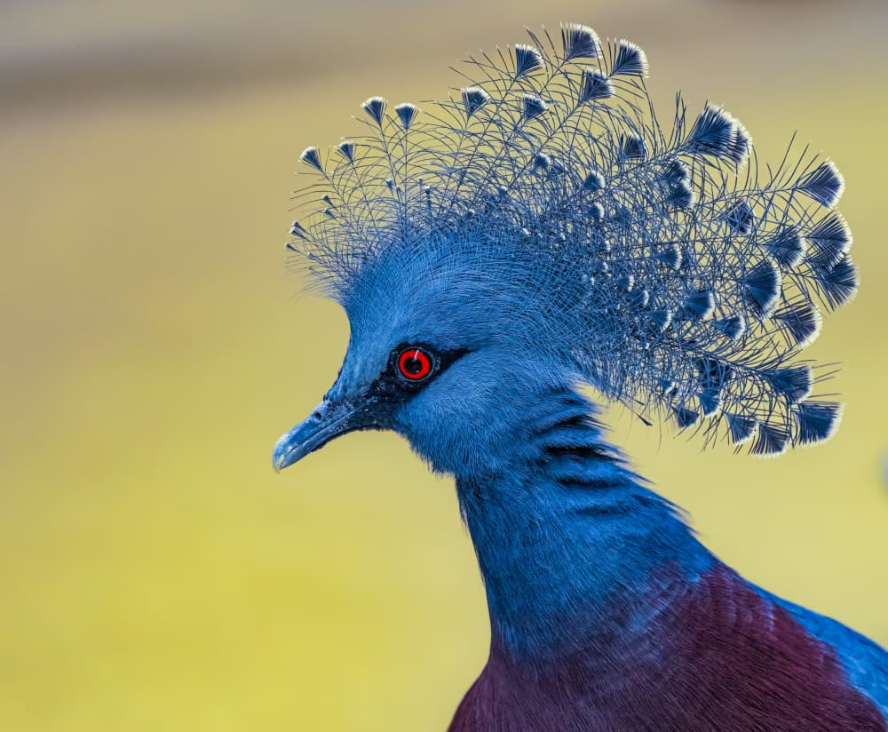 Regal Blue Pigeon by Songhu Yan — canvas wall art