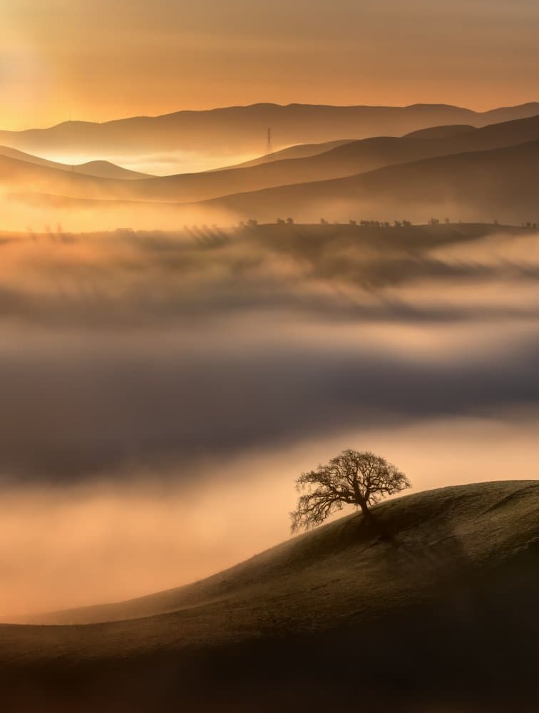 Lone Tree Morning Fog by Dianne Mao — canvas wall art
