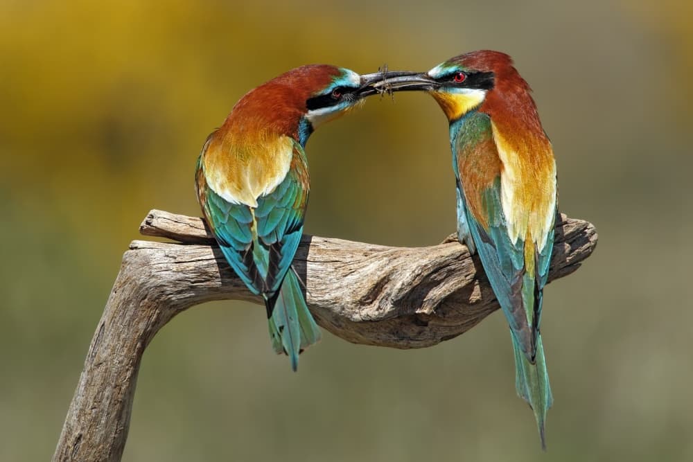 Vibrant Bee-Eaters Share by Nicolás Merino — canvas wall art