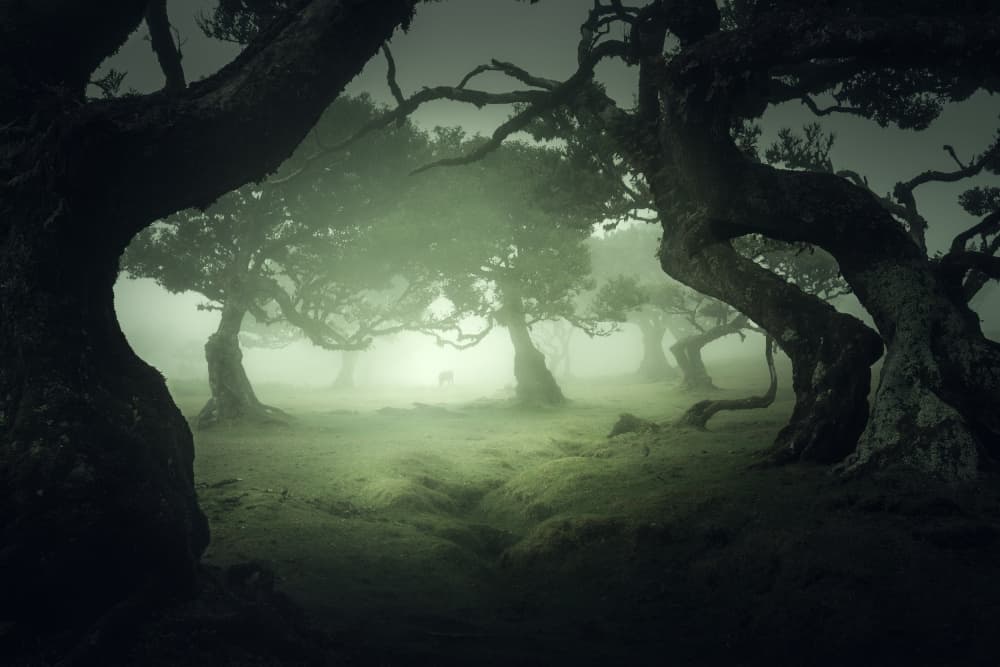 Misty Ancient Forest by Jan Palla — canvas wall art