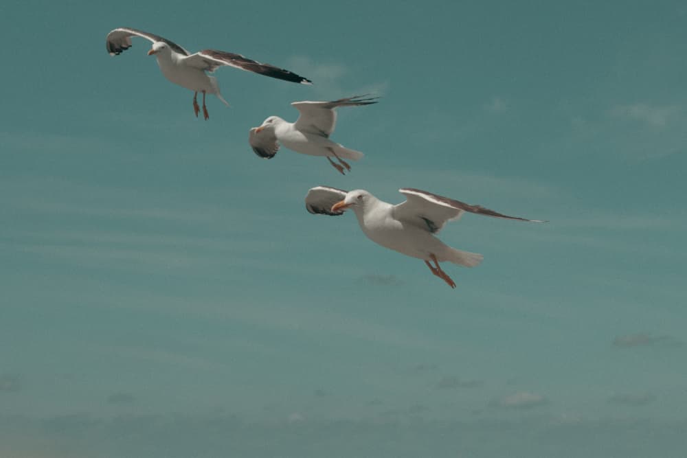 Seagulls Soaring Blue Sky by Aimee Giles — canvas wall art