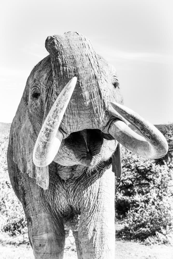 Majestic Elephant Sculpture by Dan Edwards — canvas wall art