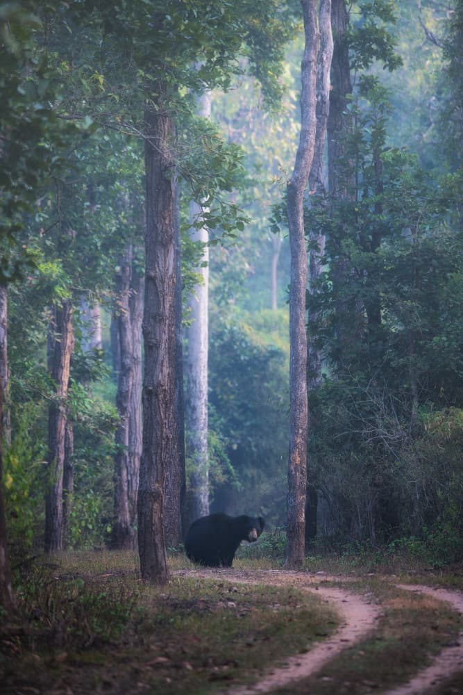 Bear In Misty Forest by swapnil deshpande — canvas wall art