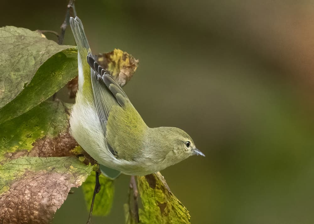 Olive Green Bird Perching by Robert Zhang — canvas wall art