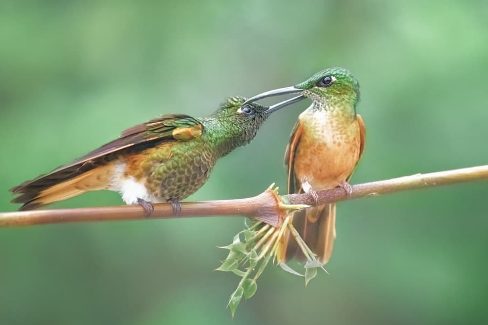 Hummingbirds Sharing Nectar by Siyu_Wei APA — canvas wall art