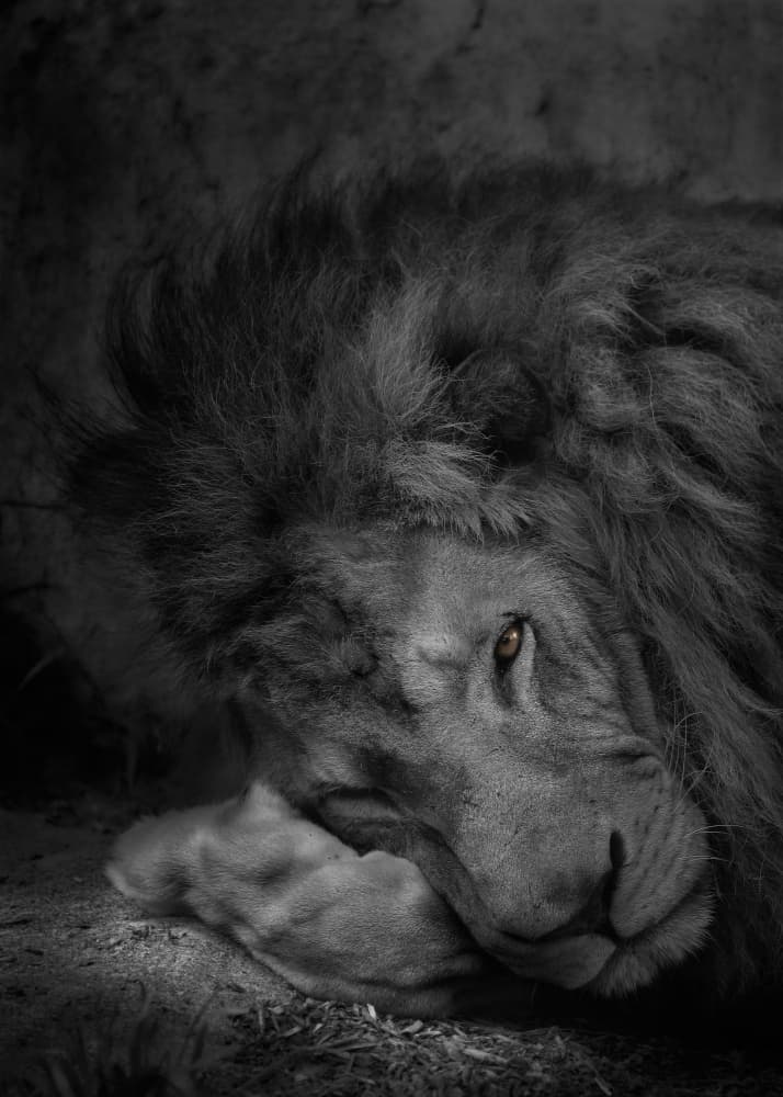 Lion With Amber Eye by Kaisyakuji Yushi — canvas wall art