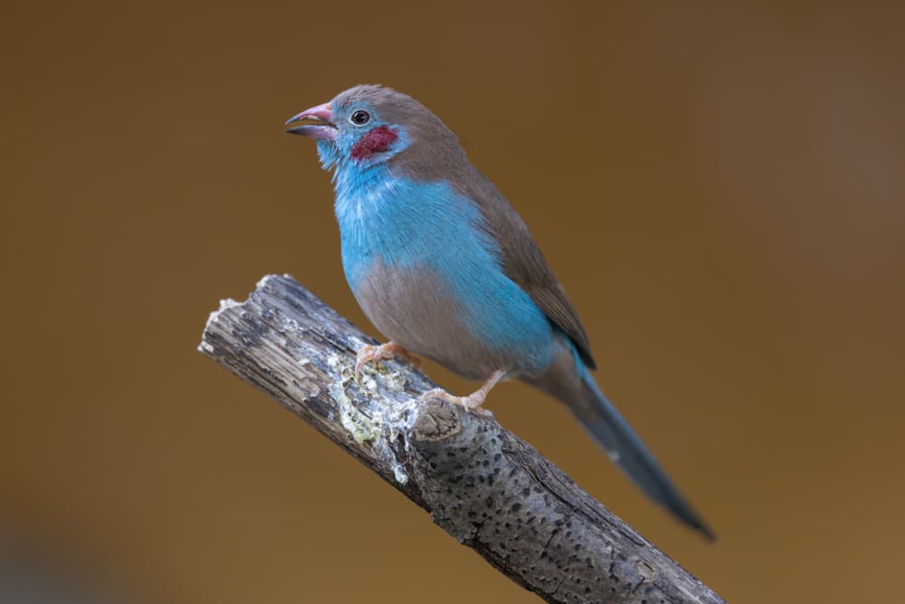 Vibrant Blue Finch by Azim Khan Ronnie — canvas wall art