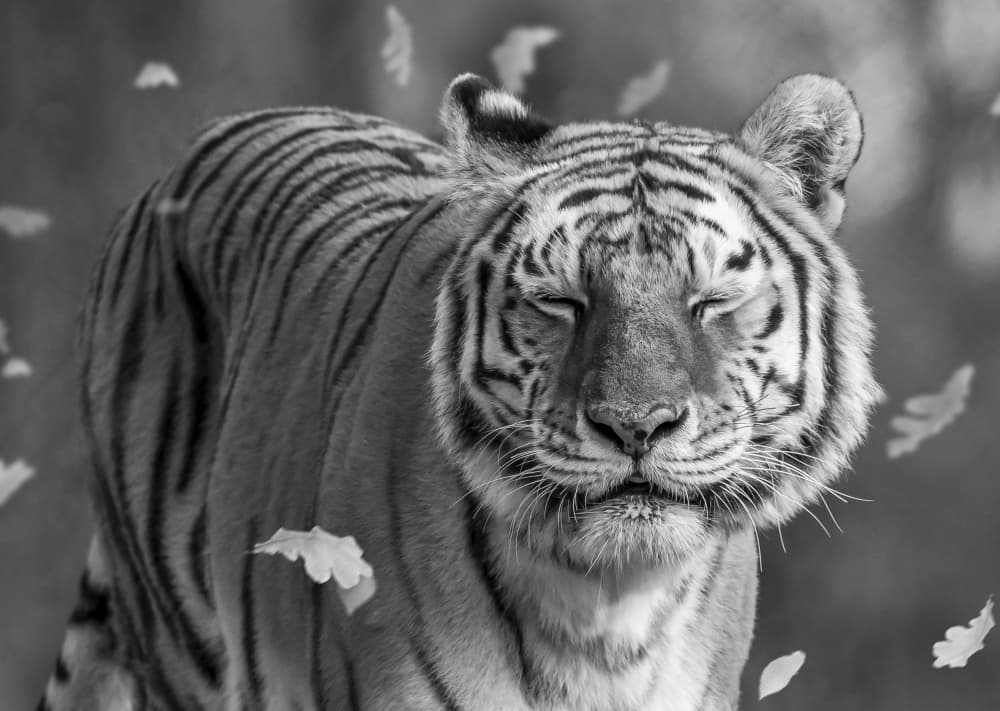 Peaceful Autumn Tiger by Ozan AKTAS — canvas wall art