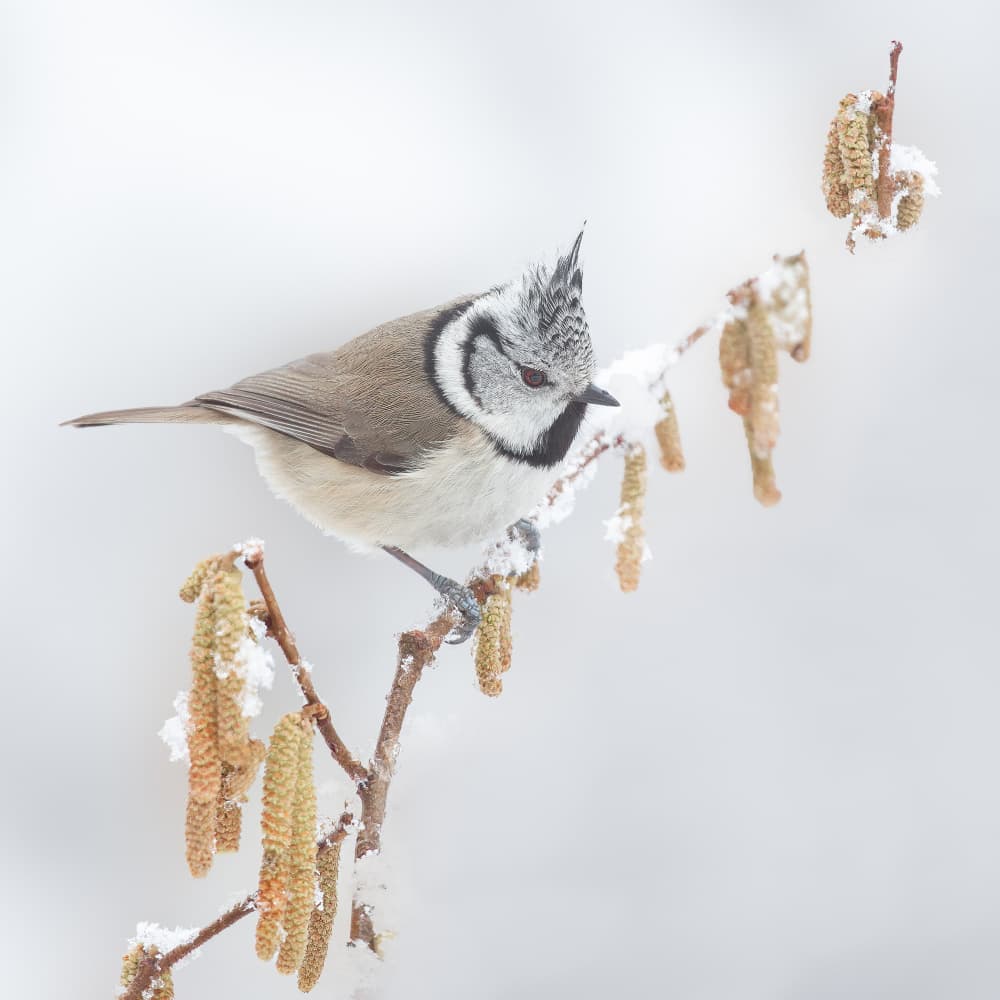 Snowy Crested Tit by Annie Keizer — canvas wall art