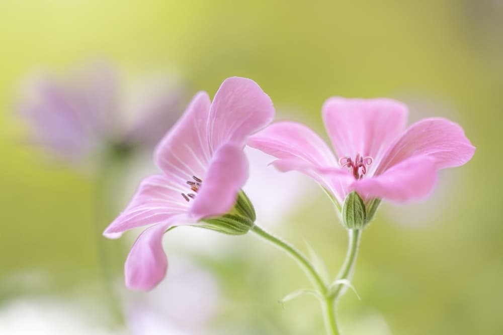 Pink Melody by Mandy Disher — canvas wall art