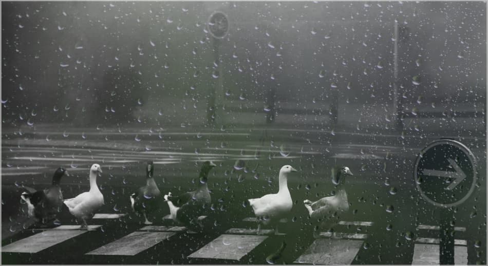 Rainy Day Geese Crossing by Anna Cseresnjes — canvas wall art