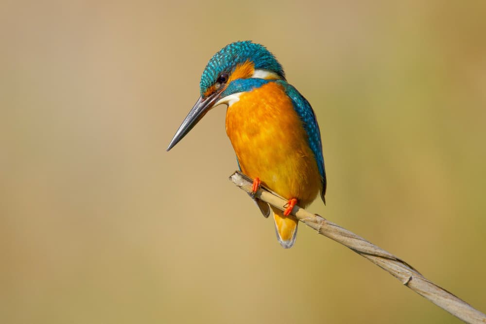 Vibrant Kingfisher Perched by David Manusevich — canvas wall art