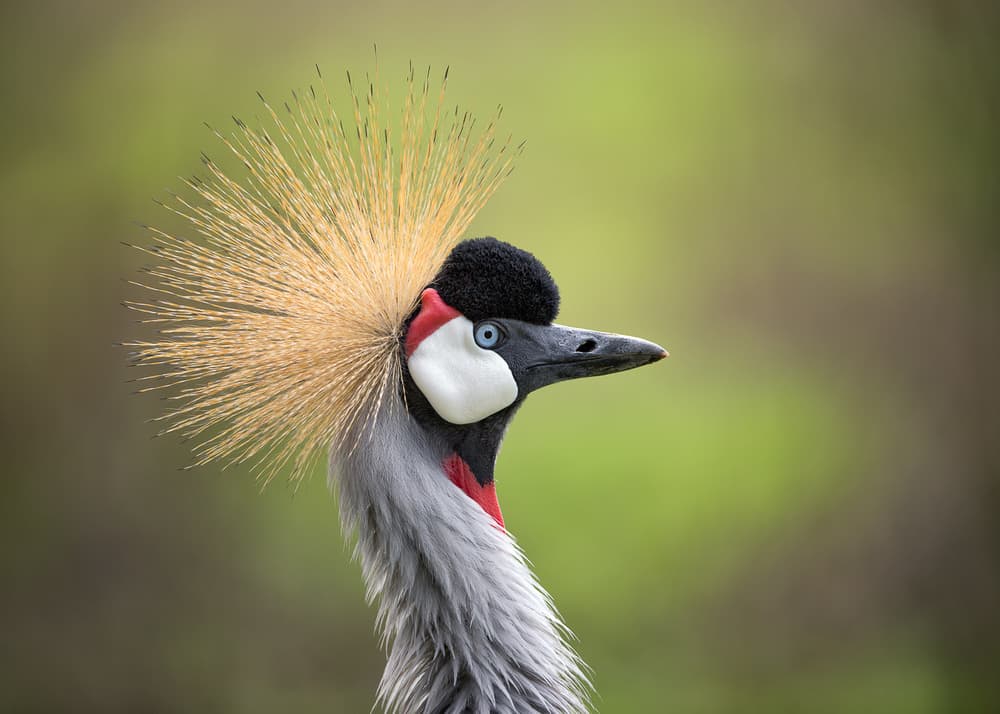 Golden Crowned Crane Portrait by fegari — canvas wall art