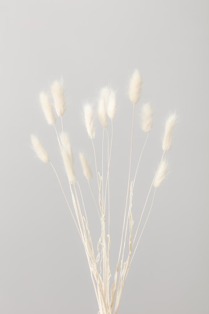 Soft Bunny Tails by Pictufy Studio III — canvas wall art