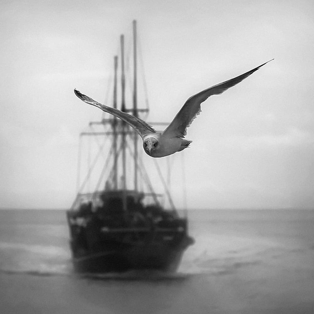 Flying Gull Dark Ship by Ileana Bosogea-Tudor — canvas wall art