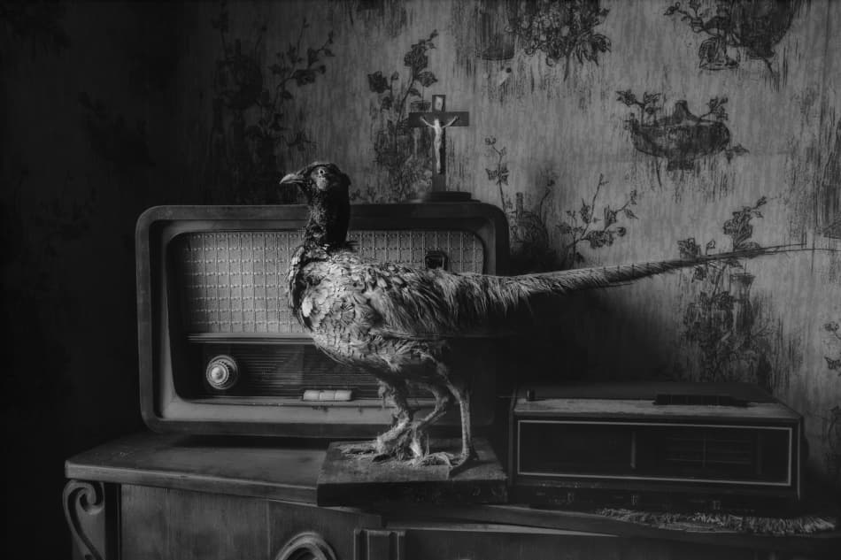 Dark Vintage Pheasant Radio by Paul Boomsma — canvas wall art