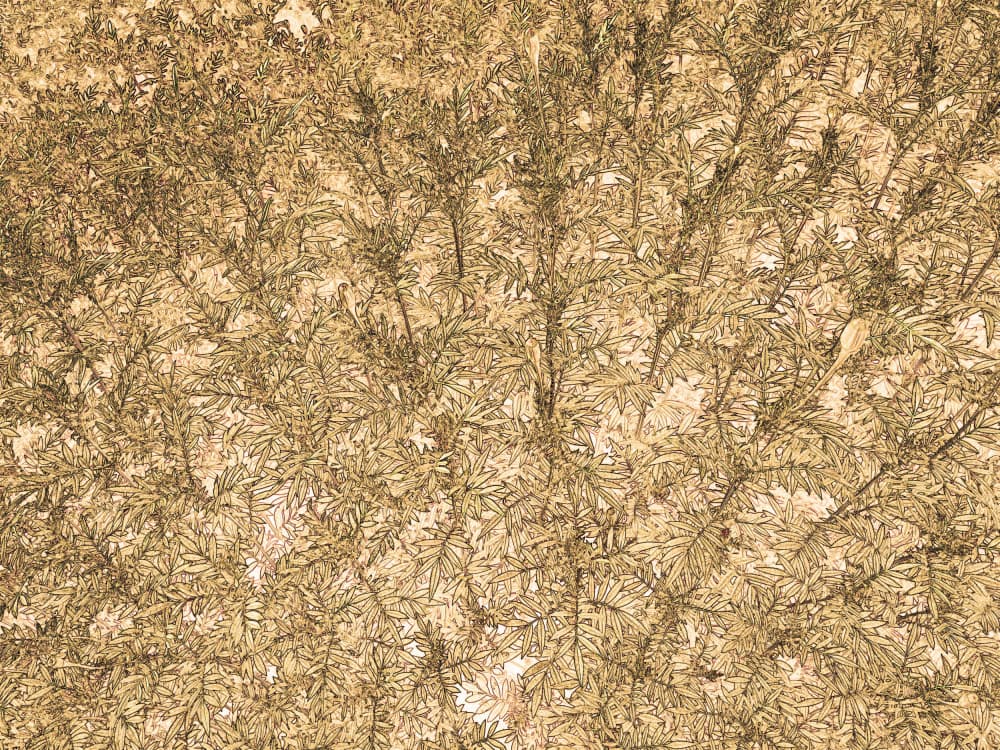 Golden Leafy Canopy by Santhosh ch — canvas wall art