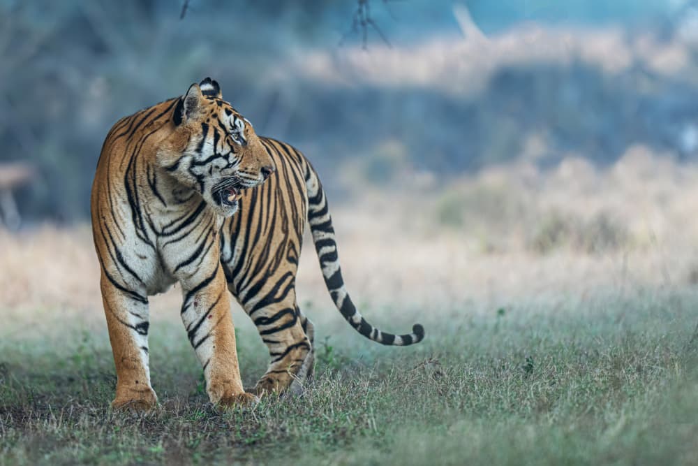 Snarling Wild Tiger by Yogesh Bhatia — canvas wall art