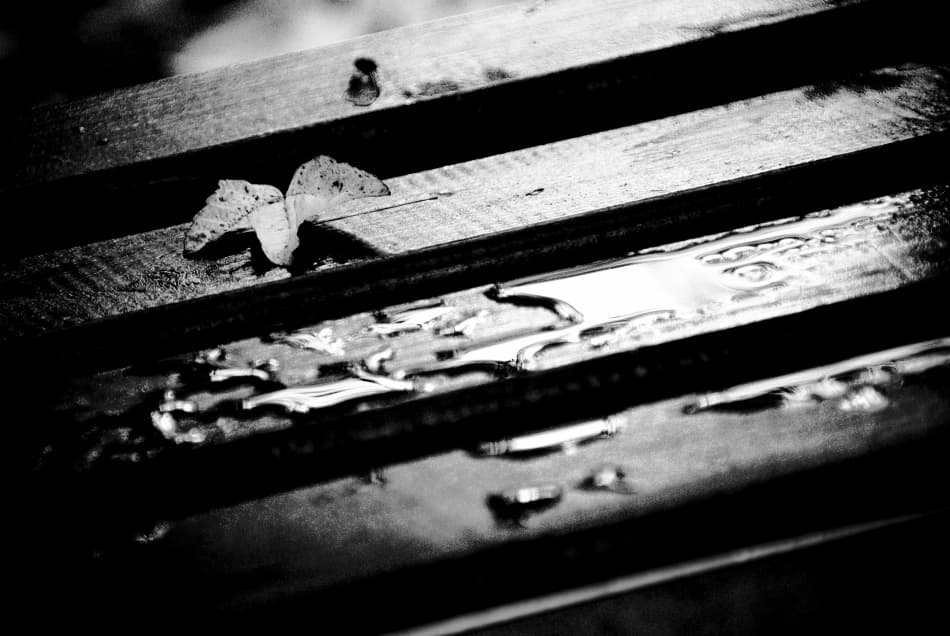 Quiet Wet Leaf on Wood by Codrin Lupei — canvas wall art