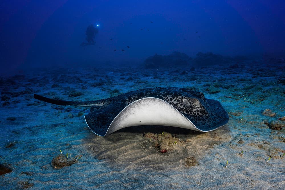 Underwater Stingray Encounter by Barathieu Gabriel — canvas wall art
