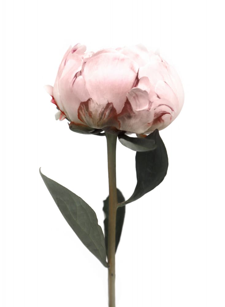 Pink Peony Bloom by Rosana Laiz Blursbyai — canvas wall art