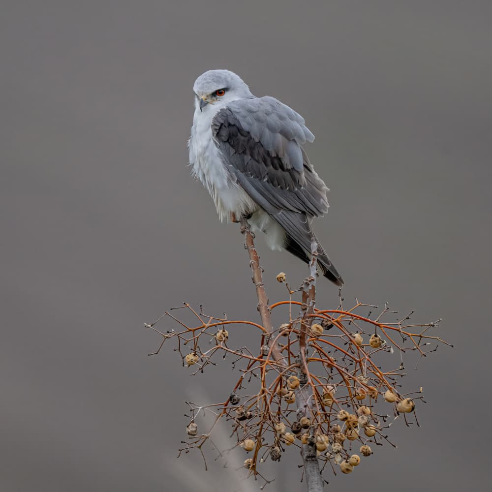 Watchful Gray Kite by Eldad Levin — canvas wall art