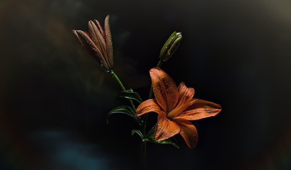 Orange Lilies with Dew by NASSER OSMAN — canvas wall art