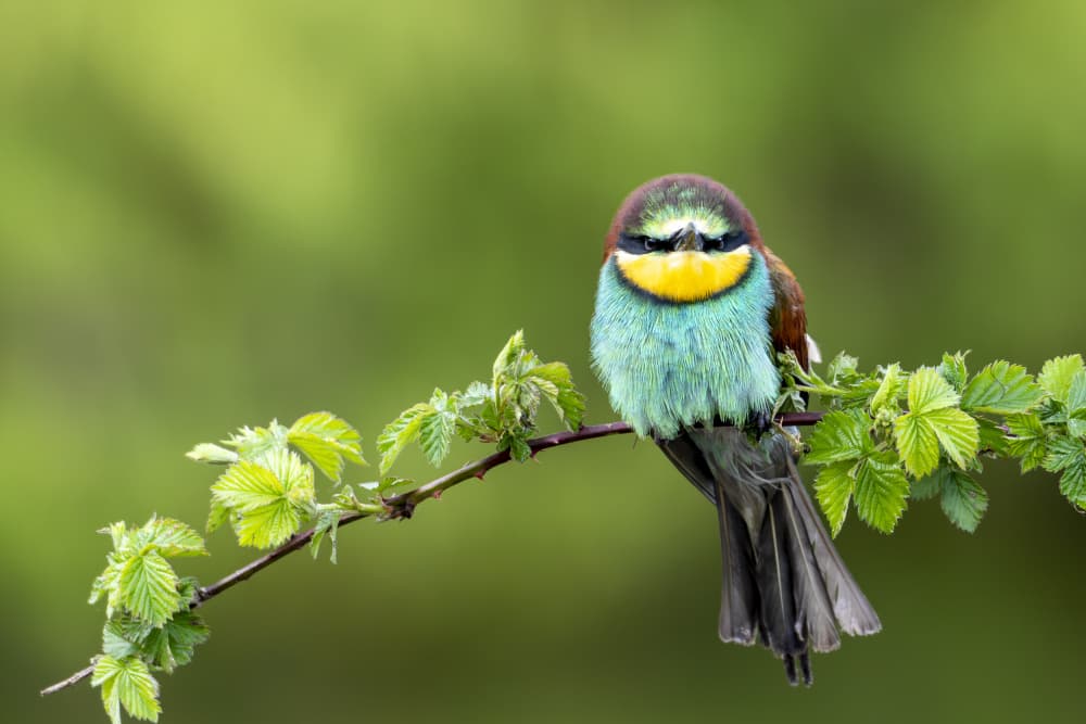 Vibrant Bee-eater Perched by Caroline Wirtz — canvas wall art