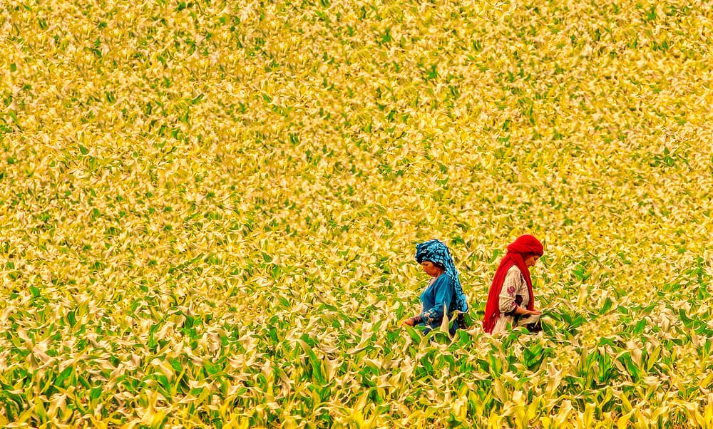 Farmers in Golden Crops by Sayyed Nayyer Reza — canvas wall art