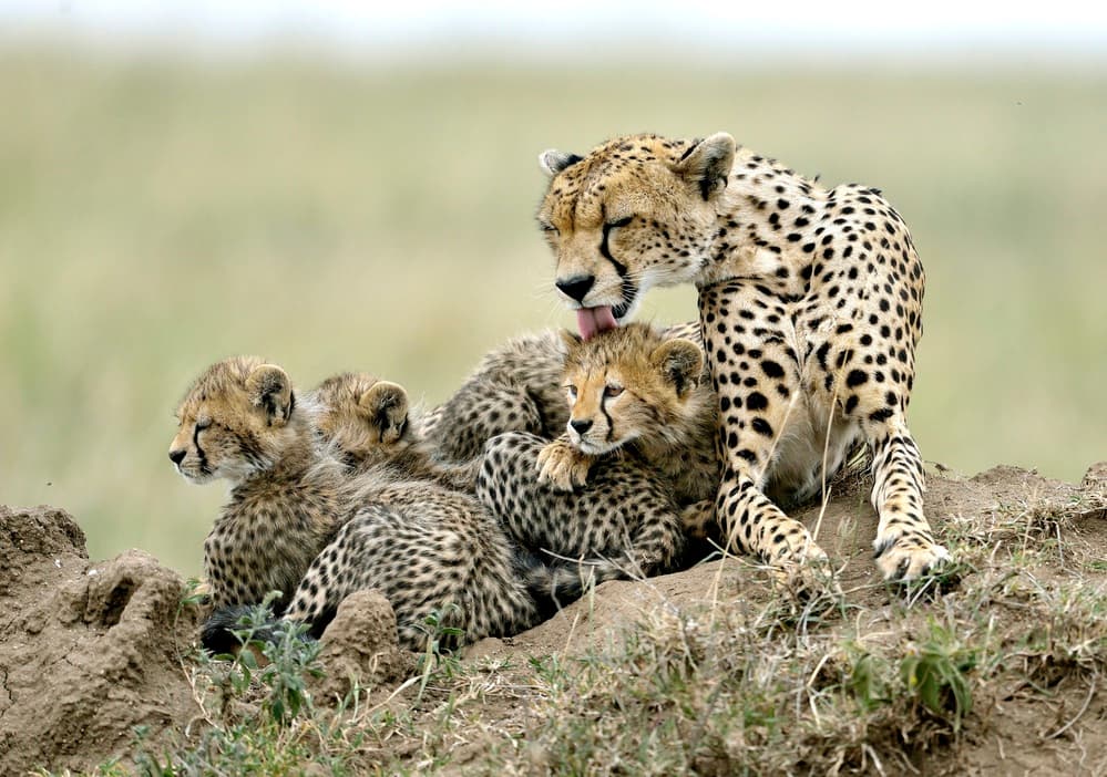 Loving Cheetah Family by Giuseppe DAmico — canvas wall art
