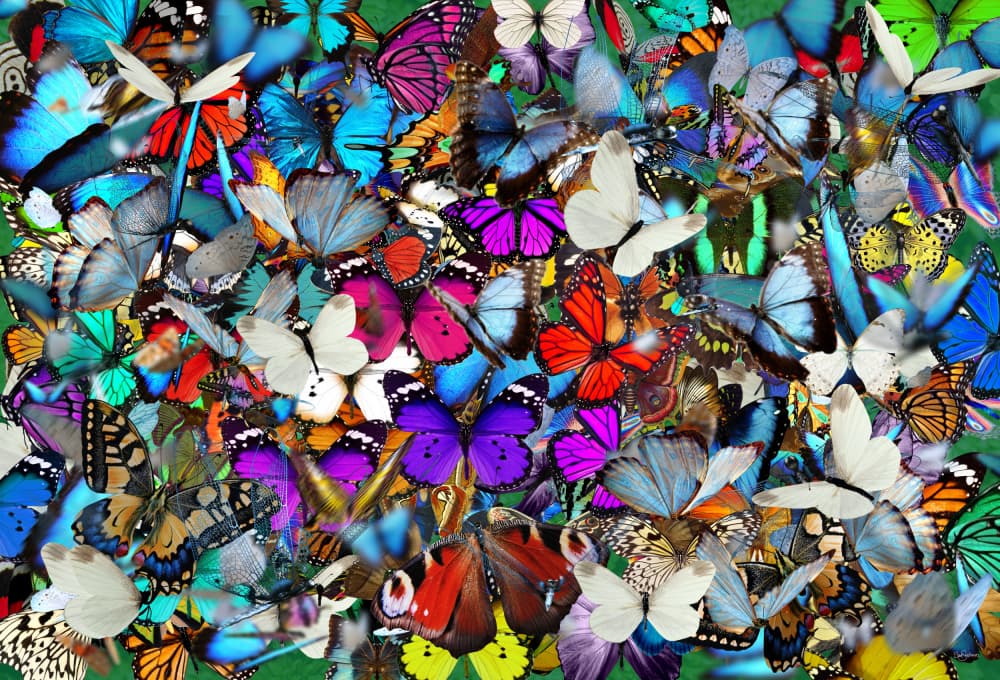 Kaleidoscope Of Butterflies by Sue Skellern — canvas wall art