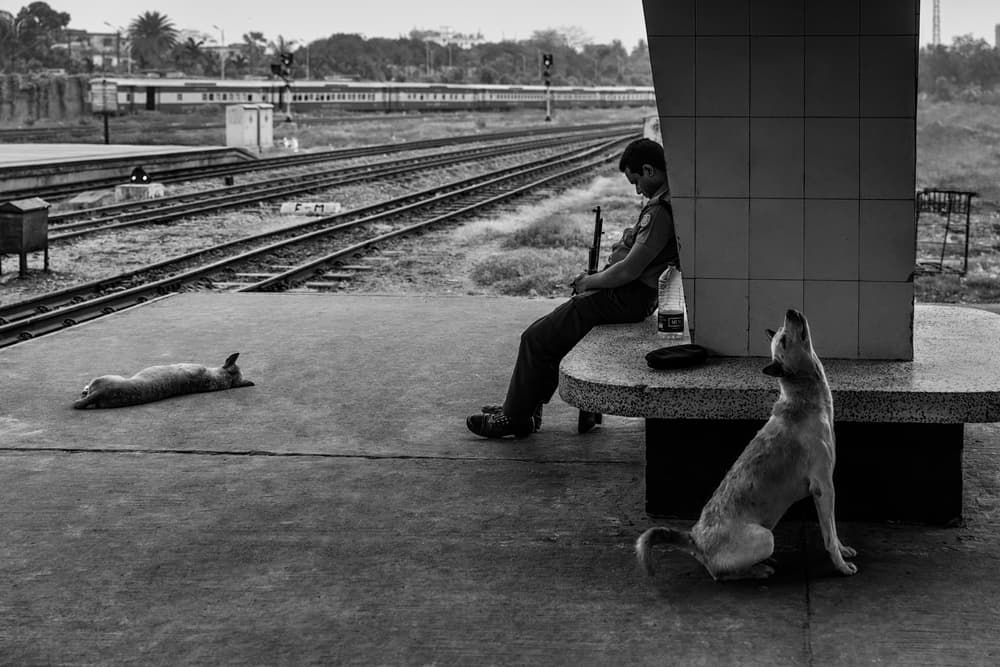 Man Dogs Train Tracks by Richard Huang — canvas wall art