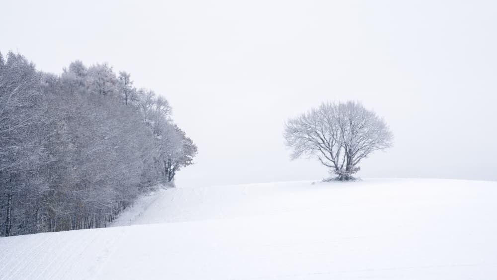 Solitary Winter Tree by Takuma Higashide — canvas wall art