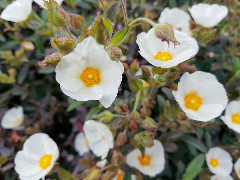 White Garden Blooms by Olea Huuska — canvas wall art