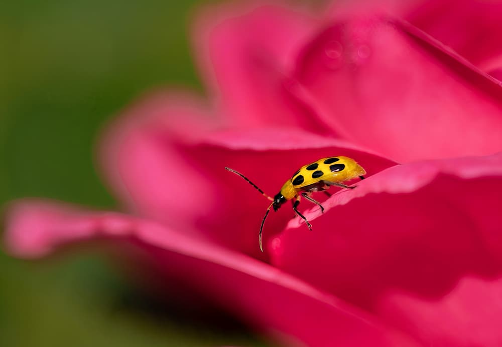 Yellow Beetle Pink Rose by Molly Fu APA — canvas wall art