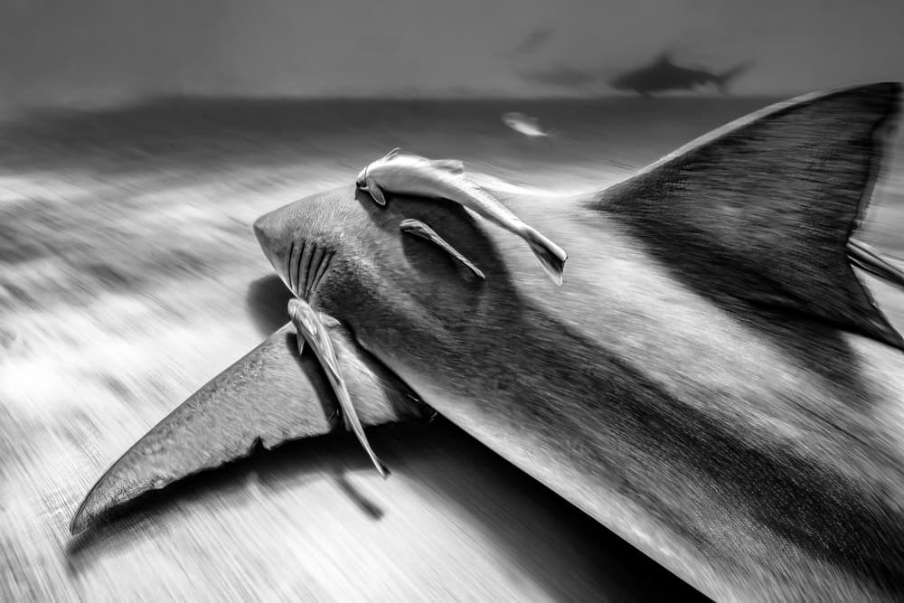 Dynamic Shark and Remoras by Serge Melesan — canvas wall art