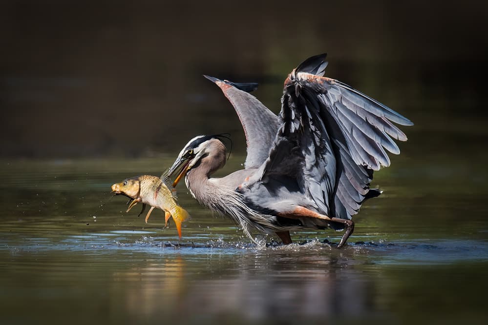 Blue Heron Catches Fish by David H Yang — canvas wall art