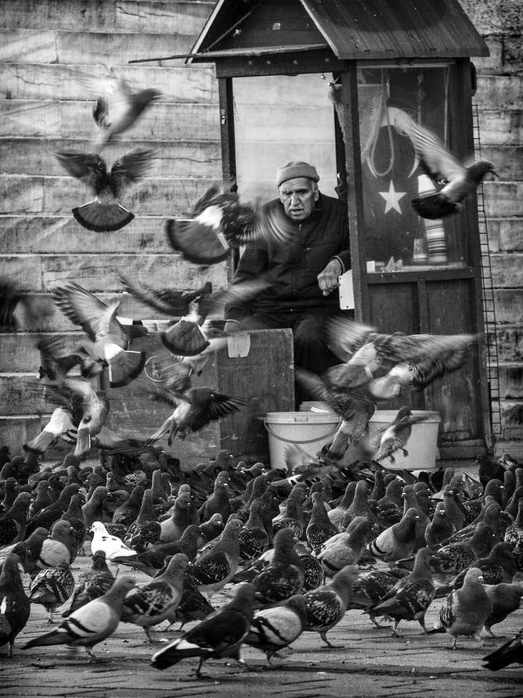 Old Man And Pigeons by Pavol Stranak — canvas wall art