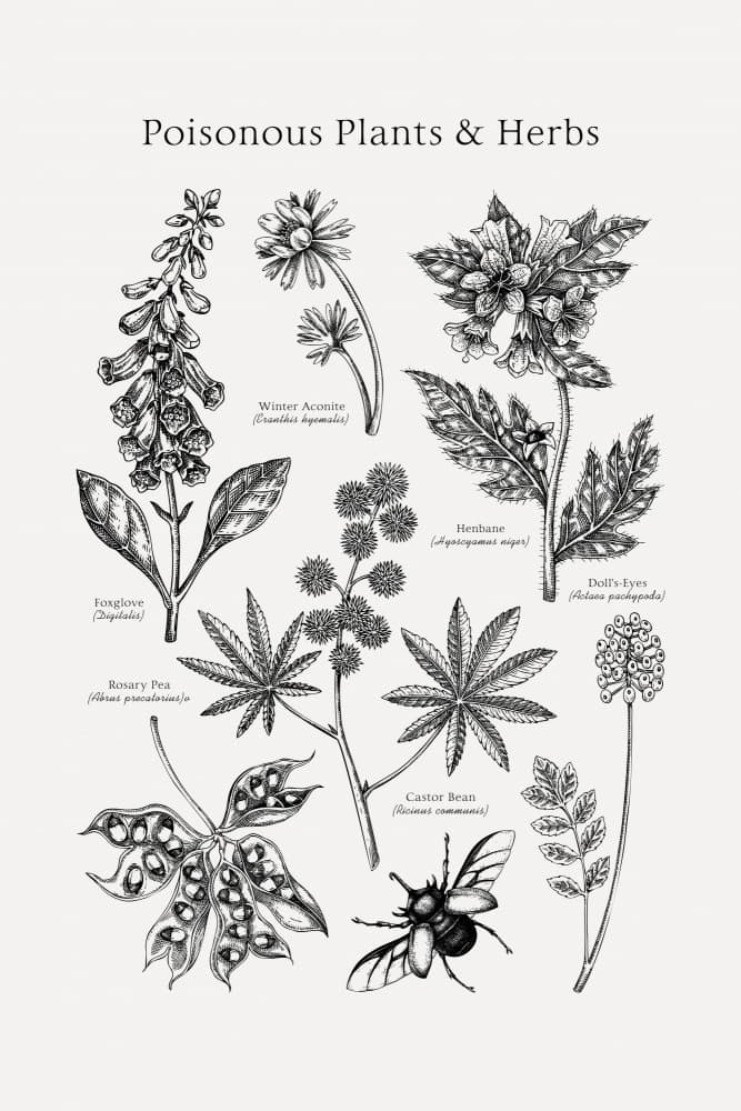Poisonous Botanical Study by Yevheniia Lytvynovych — canvas wall art