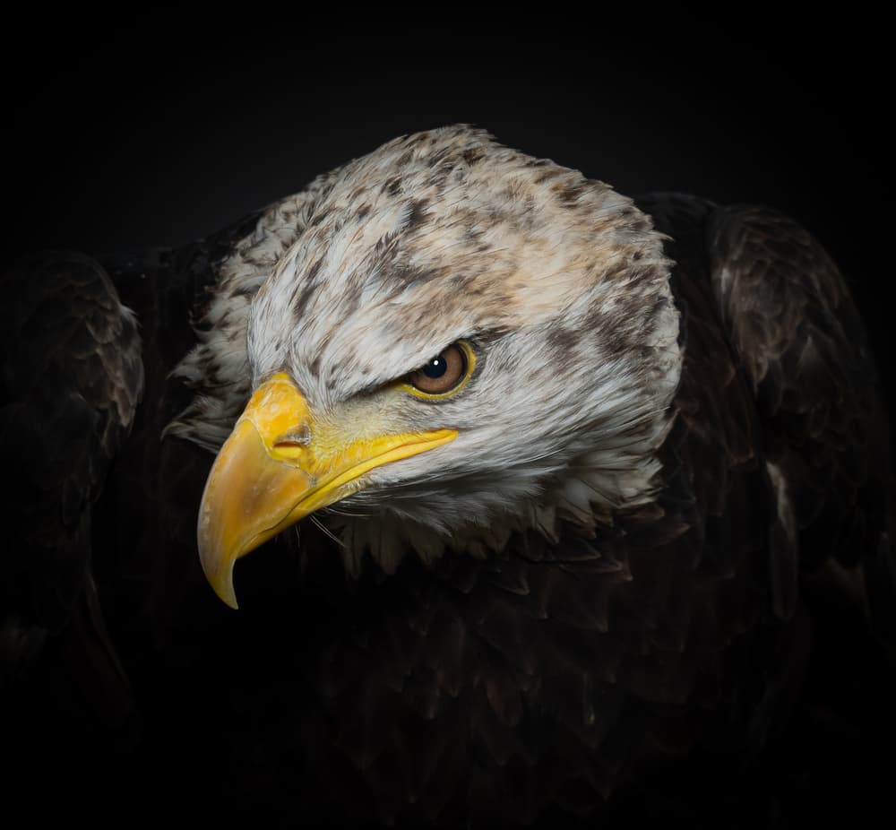 Majestic Bald Eagle by Natascha Worseling — canvas wall art