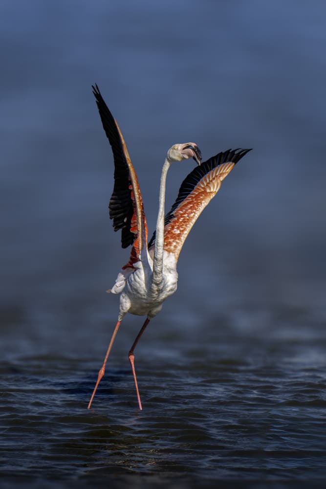 Flamingo Spreading Wings by Mallal Moshe — canvas wall art