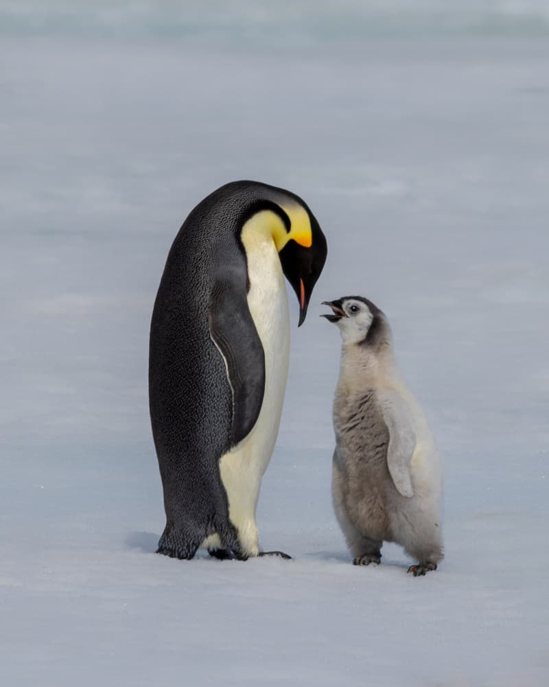 Penguin Parent And Chick by Siyu_Wei APA — canvas wall art