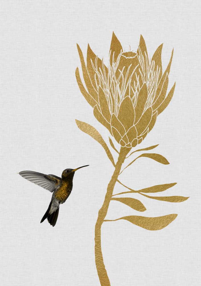 Golden Protea Hummingbird by Orara Studio — canvas wall art